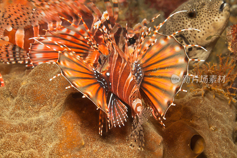 斑马链饰和星形饰，Lembeh Strait，北苏拉威西